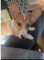 Reunited Male Dog last seen Near Block of brushy valley road , Heiskell, TN 37754