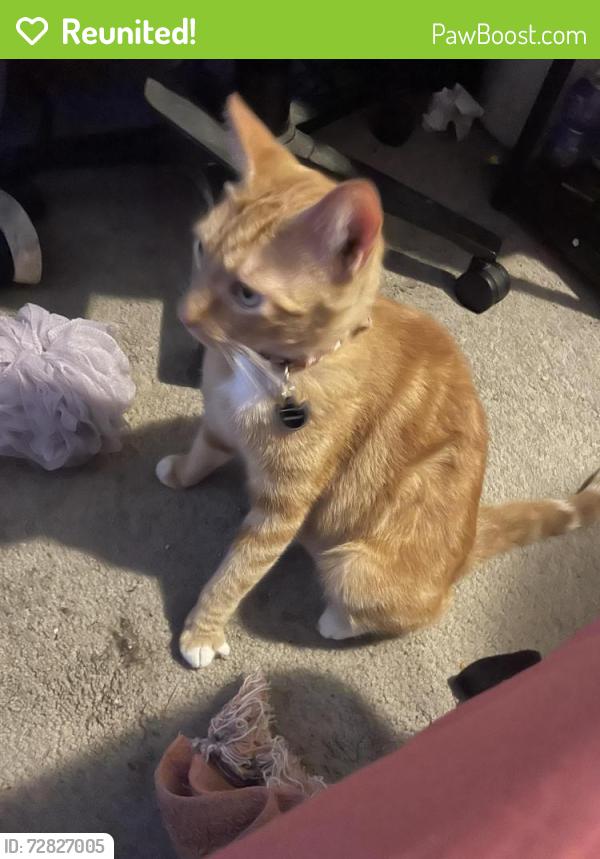 Reunited Male Cat last seen 6th and Gerth, Salem, OR 97304
