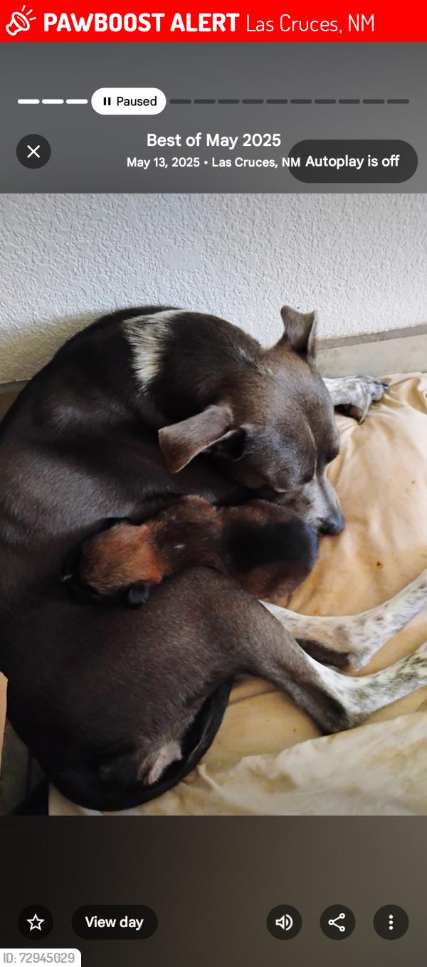 Lost Female Dog last seen Near Buena vida circle , Las Cruces, NM 88011