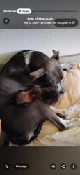 Lost Female Dog last seen Near Buena vida circle , Las Cruces, NM 88011