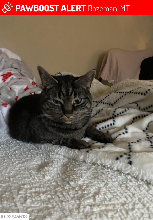 Lost Female Cat last seen West Babcock south of Bozeman High School , Bozeman, MT 59715
