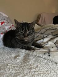 Lost Female Cat last seen West Babcock south of Bozeman High School , Bozeman, MT 59715