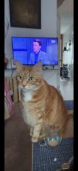 Reunited Male Cat last seen Near Winding Woods Crescent , London, ON N6G 3G3