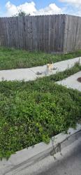 Found/Stray Male Dog last seen Baldwin and shawnee, Corpus Christi, TX 78405