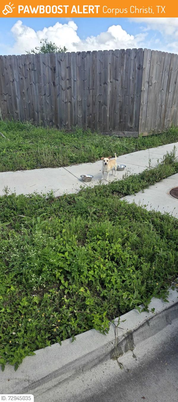 Found/Stray Male Dog last seen Baldwin and shawnee, Corpus Christi, TX 78405