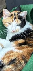 Lost Female Cat last seen Dell Road Cotteridge , Cotteridge, England B30 2HY