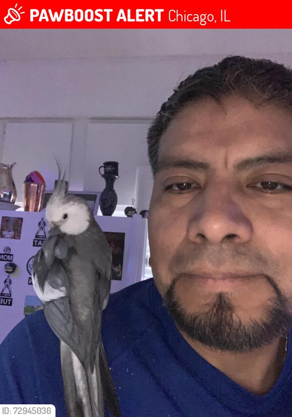 Lost Male Bird last seen Sheridan and holliwood street. , Chicago, IL 60660