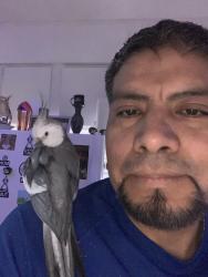 Lost Male Bird last seen Sheridan and holliwood street. , Chicago, IL 60660