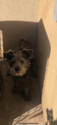 Found/Stray Unknown Dog last seen Clark Ave, City of Industry, CA 91745