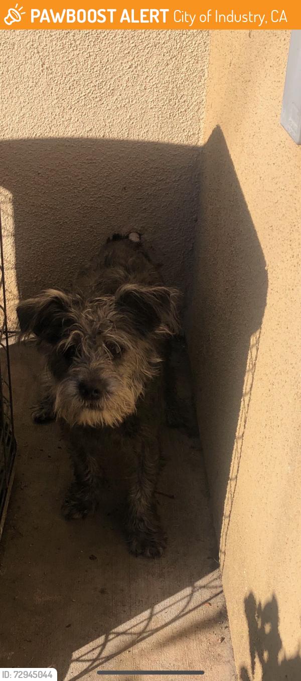 Found/Stray Unknown Dog last seen Clark Ave, City of Industry, CA 91745