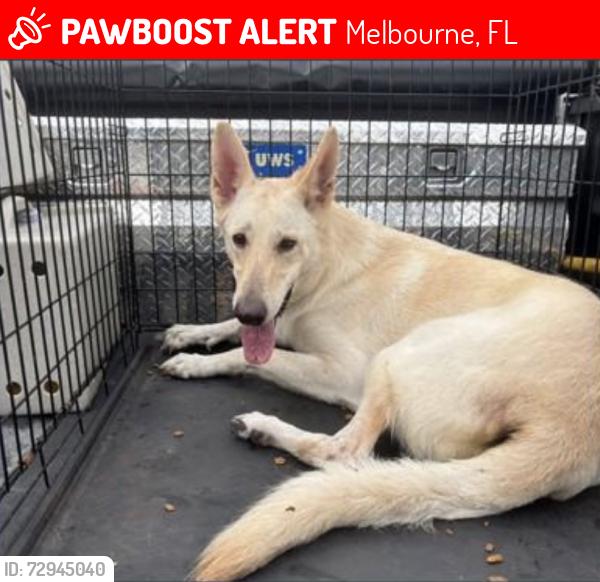Lost Female Dog last seen Wickham Road across from Carabbas, Melbourne, FL 32940