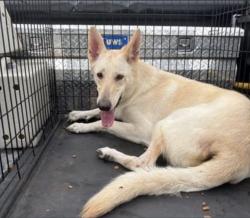 Lost Female Dog last seen Wickham Road across from Carabbas, Melbourne, FL 32940