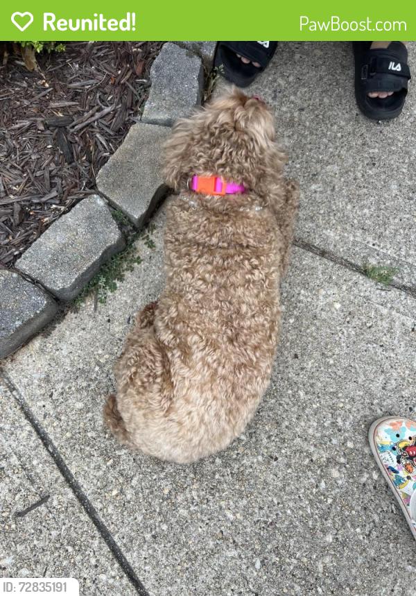 Reunited Female Dog last seen Silver ridge neighborhood , Johns Creek, GA 30022