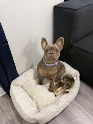Reunited Female Dog last seen Is a community and have lakes around, Plant City, FL 33565