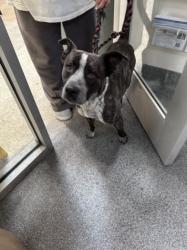 Shelter Stray Male Dog last seen , Los Angeles, CA 90031
