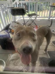 Reunited Male Dog last seen Lark Cir , Newport News, VA 23601