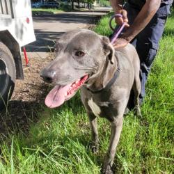 Shelter Stray Male Dog last seen Near BLOCK CHATHAM ST, DETROIT, MI 48223, Detroit, MI 48211