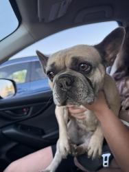 Reunited Female Dog last seen Clevenger rd, Modesto, CA 95356