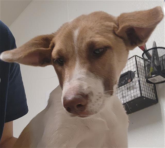 Shelter Stray Female Dog last seen Near BLOCK MT VERNON AVE, BAKERSFIELD CA 93306, Bakersfield, CA 93308