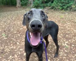 Shelter Stray Male Dog last seen CHARLOTTE, Charlotte, NC 28217