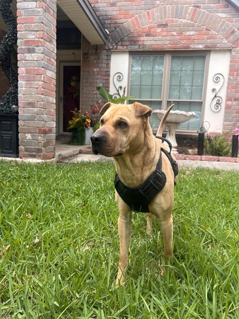 Shelter Stray Male Dog last seen , San Antonio, TX 78227