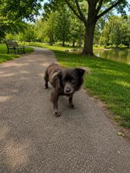 Shelter Stray Male Dog last seen Near BLOCK NW 21 ST, Doral, FL 33122