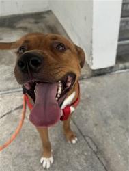 Shelter Stray Male Dog last seen Near BLOCK KROME AVE, Doral, FL 33122