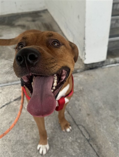 Shelter Stray Male Dog last seen Near BLOCK KROME AVE, Doral, FL 33122