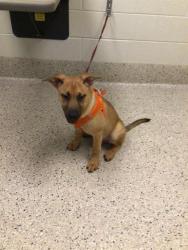 Shelter Stray Male Dog last seen E 84TH DR AND HARRISON CIR, Brighton, CO 80601