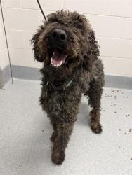 Shelter Stray Male Dog last seen Near , Indianapolis, IN 46221