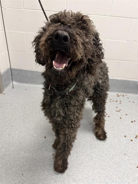 Shelter Stray Male Dog last seen Near , Indianapolis, IN 46221