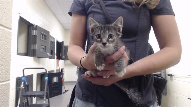 Shelter Stray Female Cat last seen Near BLOCK S PERRY ST, DENVER CO 80219, Denver, CO 80223