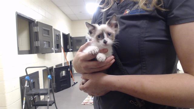 Shelter Stray Male Cat last seen Near BLOCK S PERRY ST, DENVER CO 80219, Denver, CO 80223