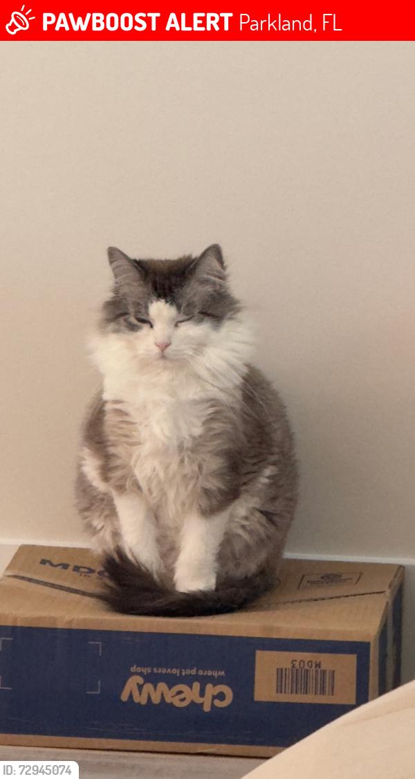 Lost Male Cat last seen Heron cove , Parkland, FL 33076