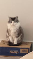 Lost Male Cat last seen Heron cove , Parkland, FL 33076
