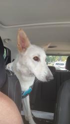 Found/Stray Male Dog last seen Ballpark and 271 North , Gilmer, TX 75644