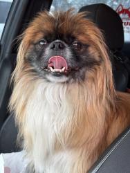Reunited Unknown Dog last seen Gemstone Circle, Chattanooga, TN 37421