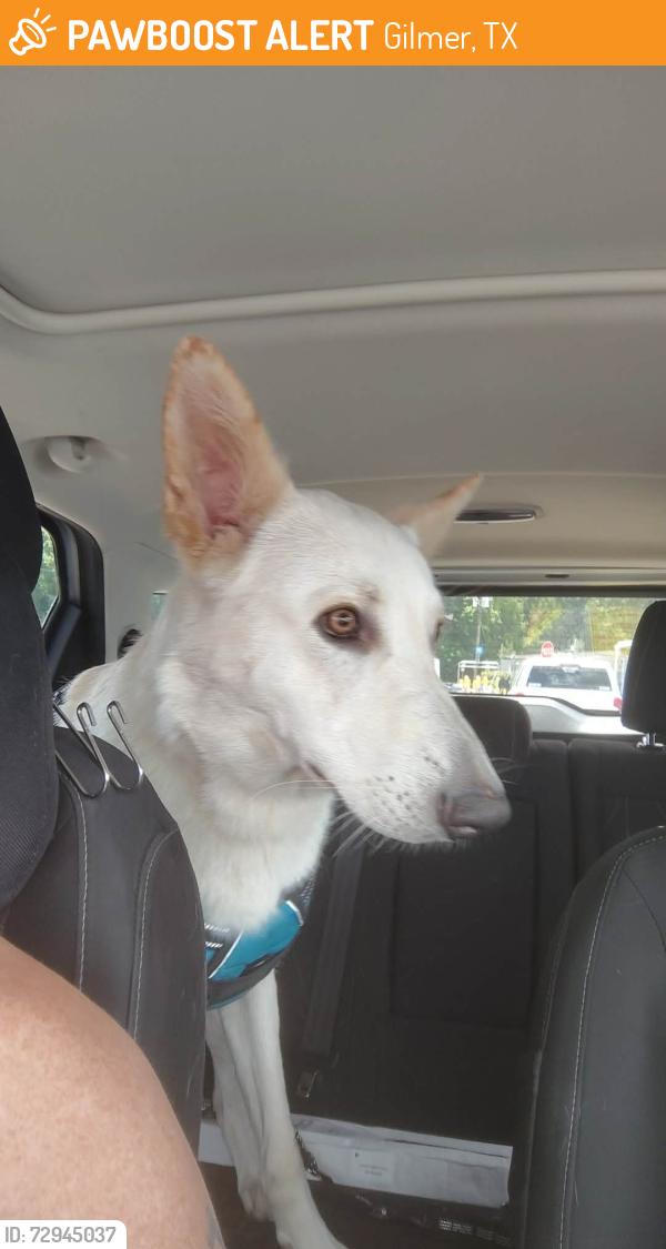 Found/Stray Male Dog last seen Ballpark and 271 North , Gilmer, TX 75644