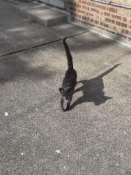 Found/Stray Unknown Cat last seen 53rd and Harding, Chicago, IL 60632