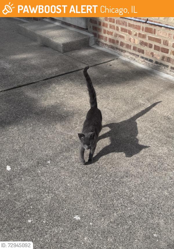 Found/Stray Unknown Cat last seen 53rd and Harding, Chicago, IL 60632