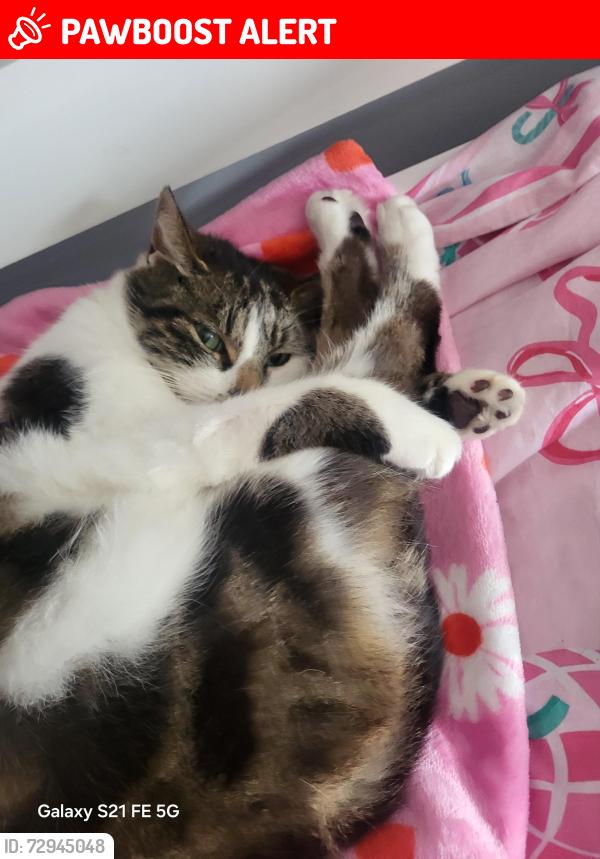 Lost Female Cat last seen Ol165be , Greater Manchester, England OL16 5BE