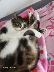 Lost Female Cat last seen Ol165be , Greater Manchester, England OL16 5BE