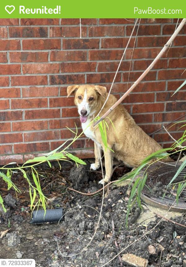 Reunited Female Dog last seen Parksley dr and MIDDLEBROOK dr, Houston, TX 77059