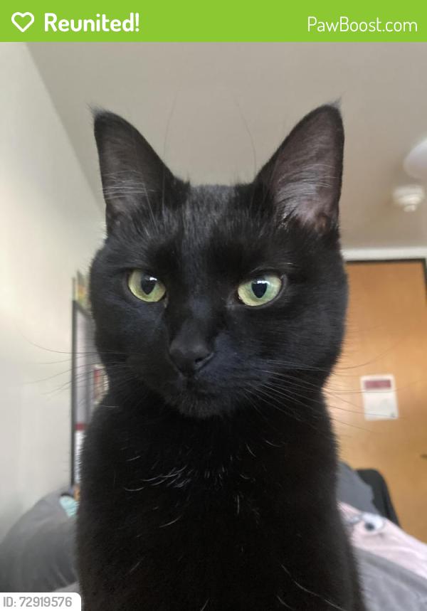 Reunited Female Cat last seen Tioga cemetery, Owego, NY 13827