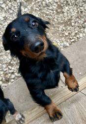 Reunited Male Dog last seen Babcock And Huebner Rd, San Antonio, TX 78240