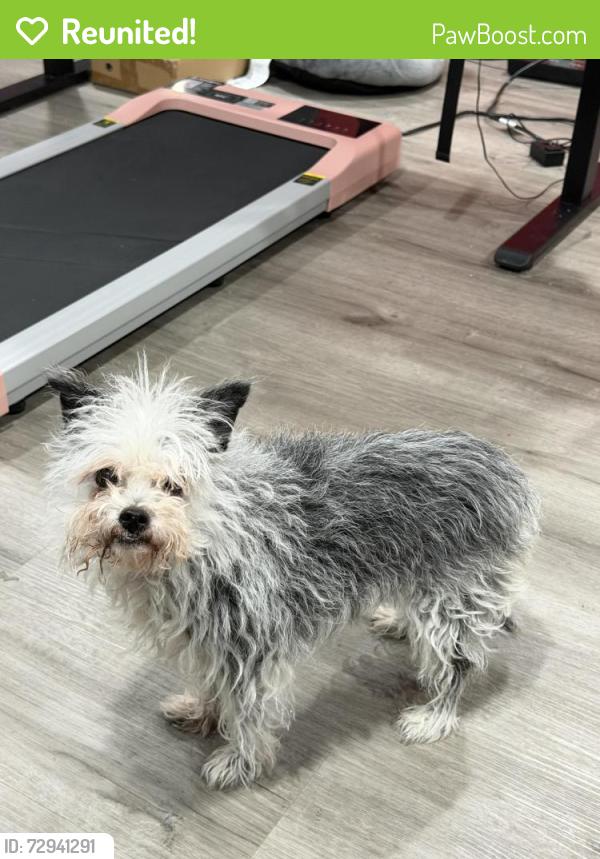 Reunited Female Dog last seen Ravencliff rd and Hallie mill rd, College Park, GA 30349