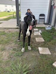 Reunited Male Dog last seen O’Neil , Baton Rouge, LA 70816