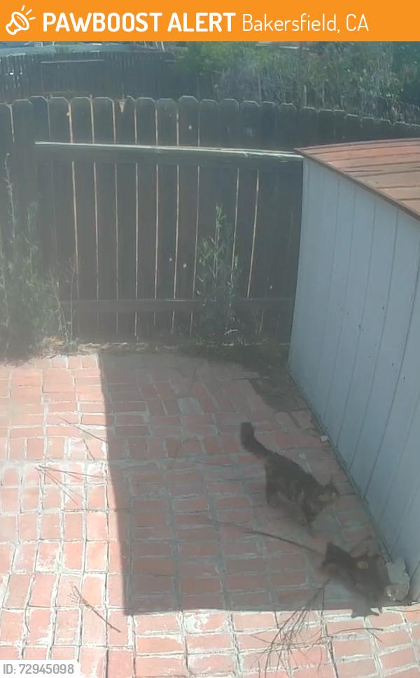 Found/Stray Female Cat last seen Near Panama and Union, Bakersfield, CA 93307