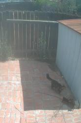 Found/Stray Female Cat last seen Near Panama and Union, Bakersfield, CA 93307