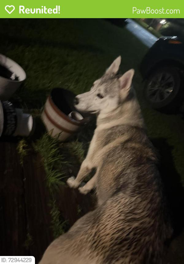 Reunited Female Cat last seen North Houston , Warner Robins, GA 31093